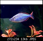         

:  neon_rainbowfish.jpg
:  1
:  12,7 KB